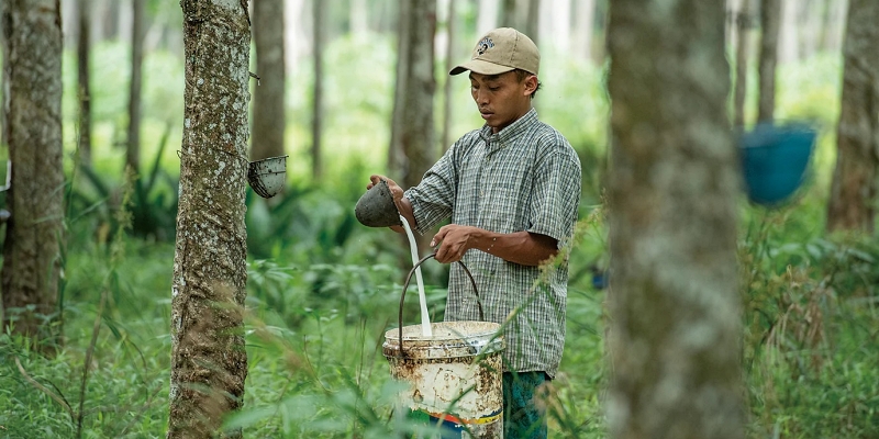 ラテックス（天然ゴム）の樹液の採取の画像